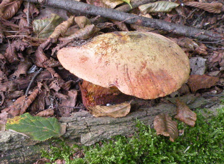 Porcini emiliani: Boletus luridus?